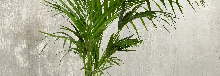 Grüne Palme im Topf